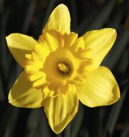 Daffodil�